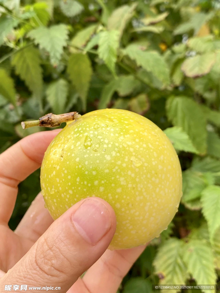 百香果