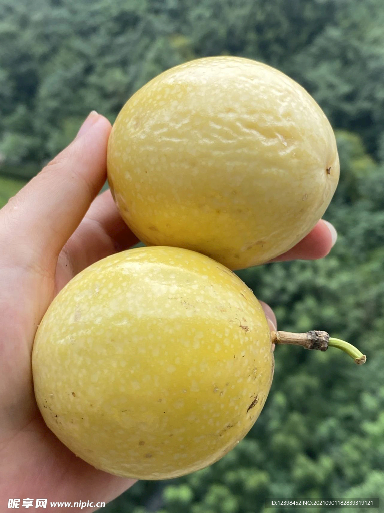 百香果