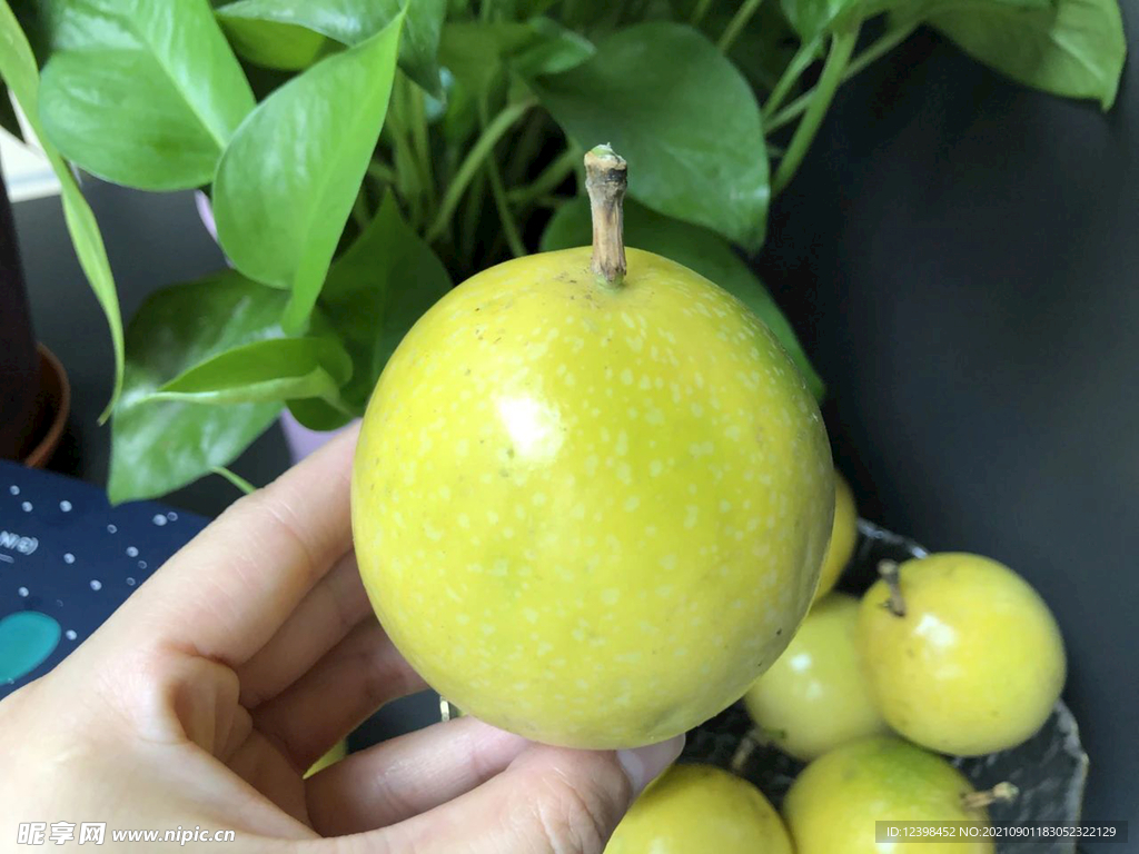 百香果