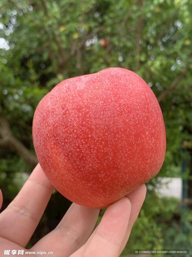 苹果