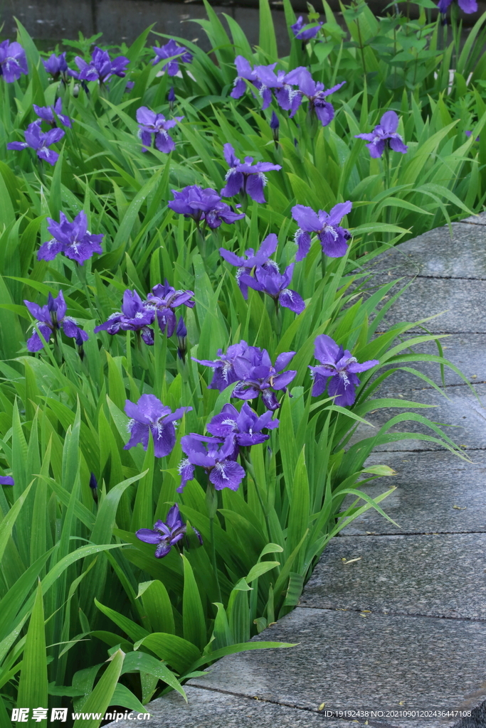 鸢尾花