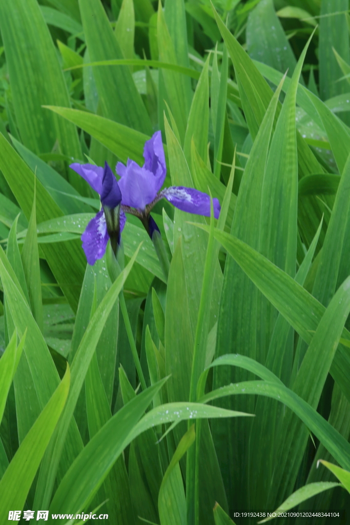 鸢尾花 