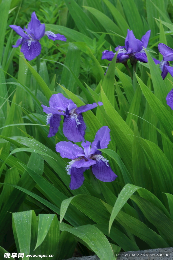 鸢尾花