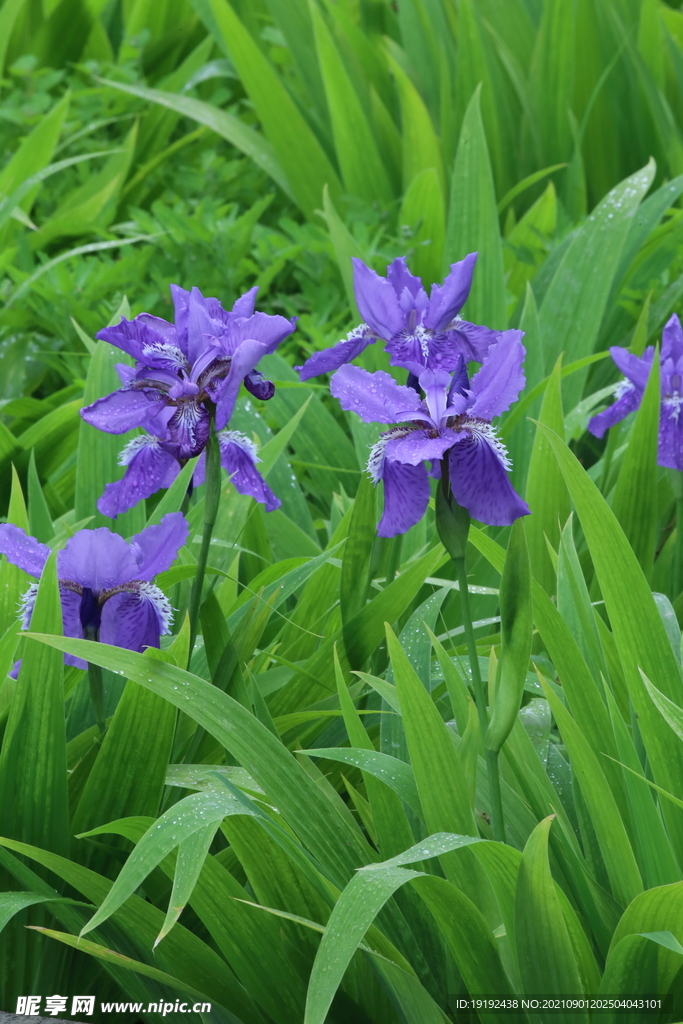 鸢尾花 