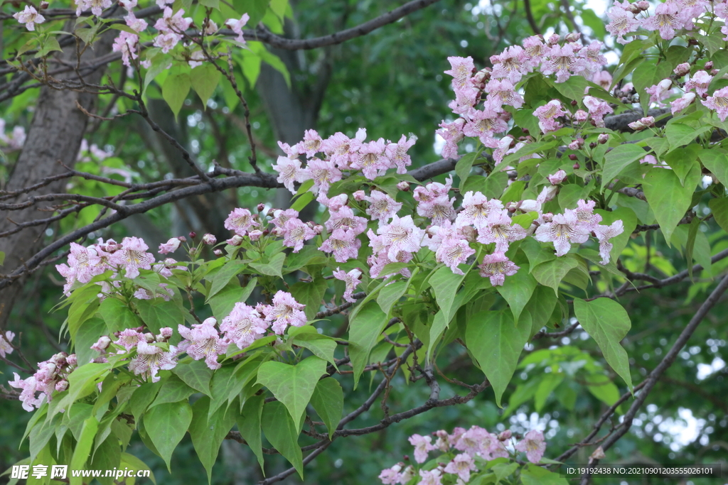 楸树花 