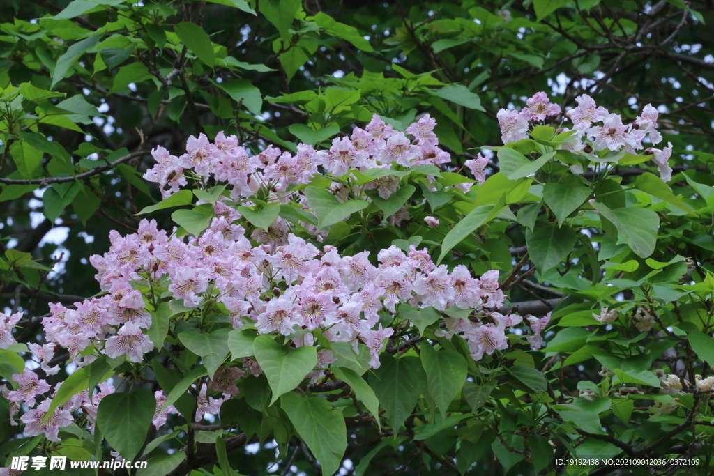 楸树花 