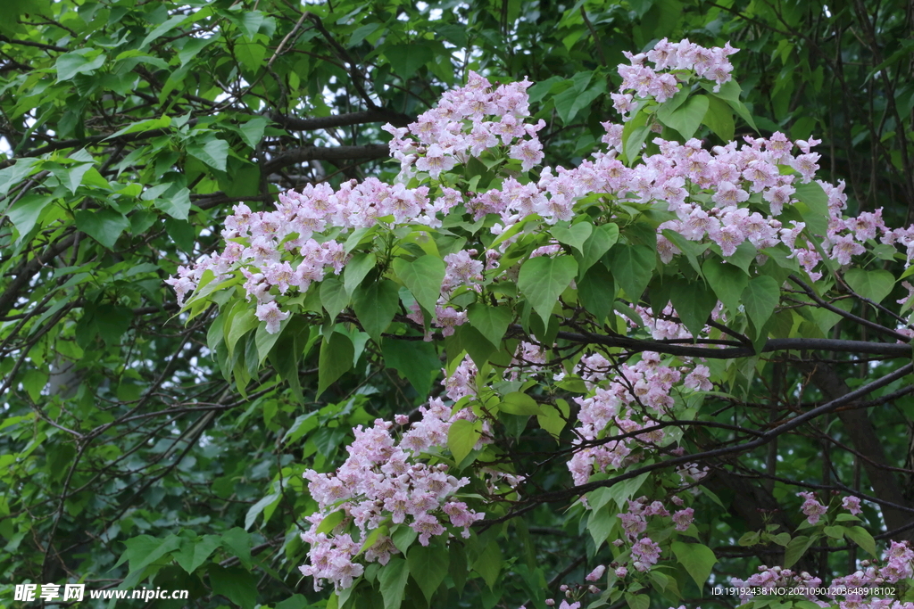 楸树花