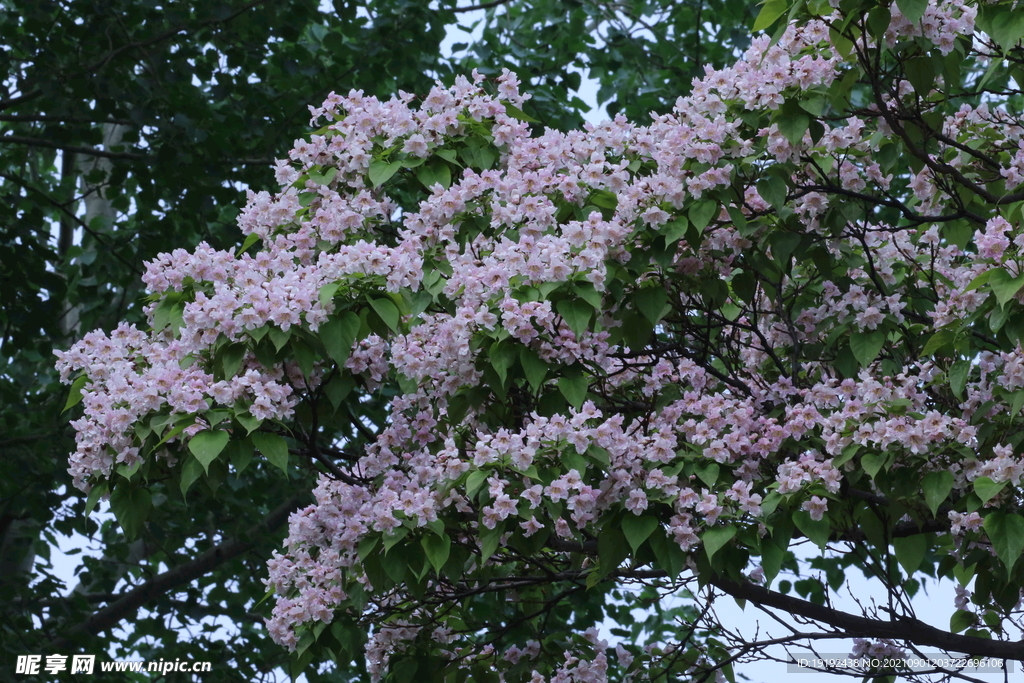 楸树花 