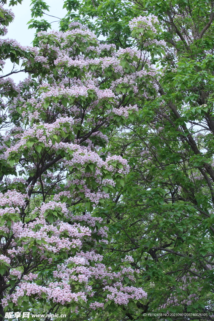 楸树花