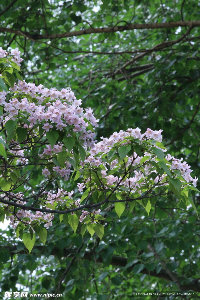 楸树花