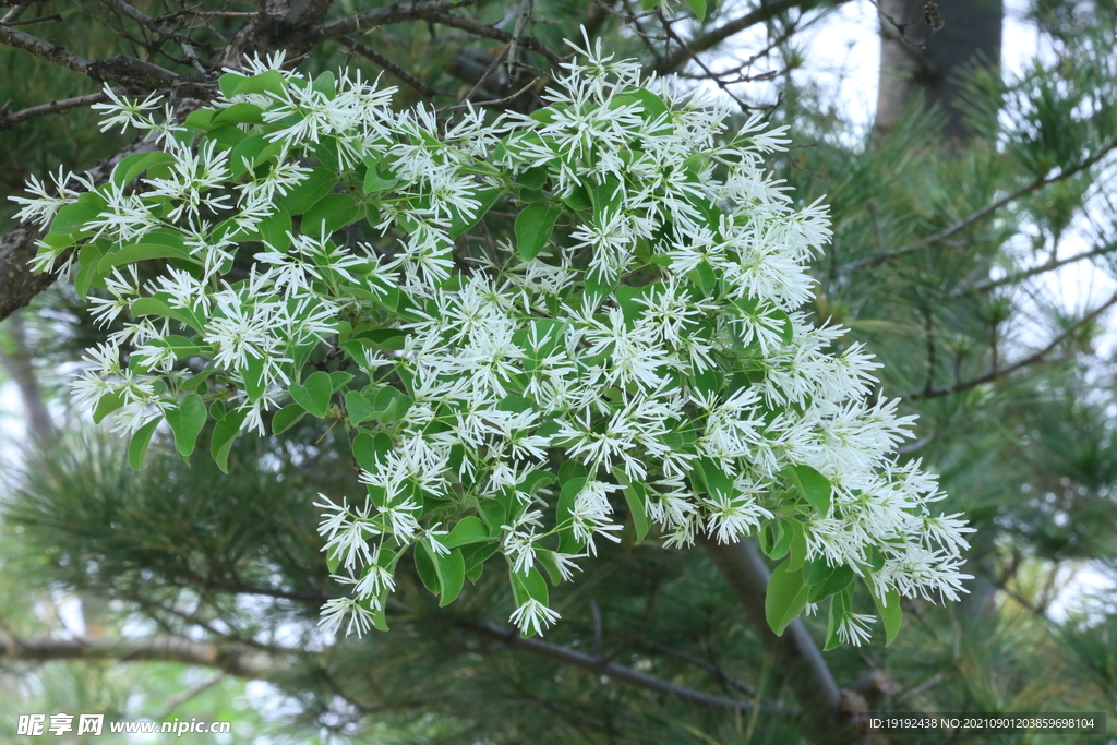 流苏树花