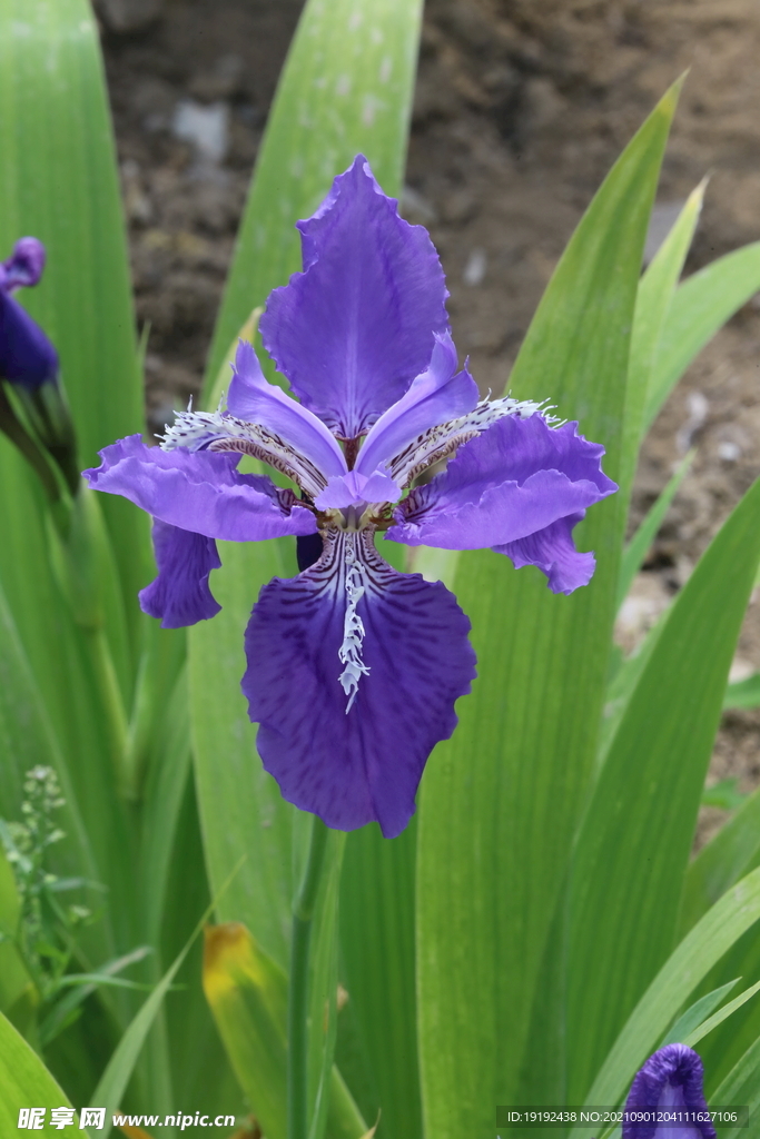 鸢尾花 