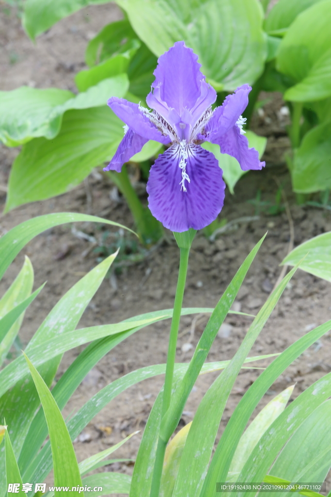 鸢尾花