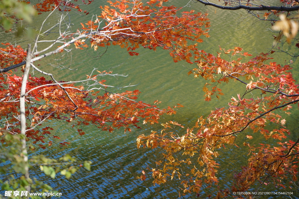 秋天湖边红色的枫叶