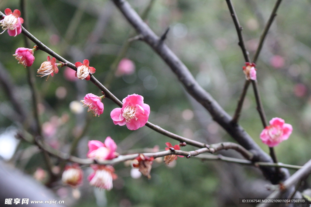 梅花香自苦寒来