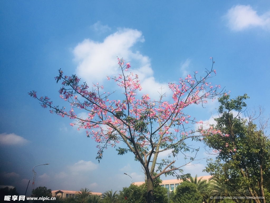 绿树红花