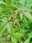 植物