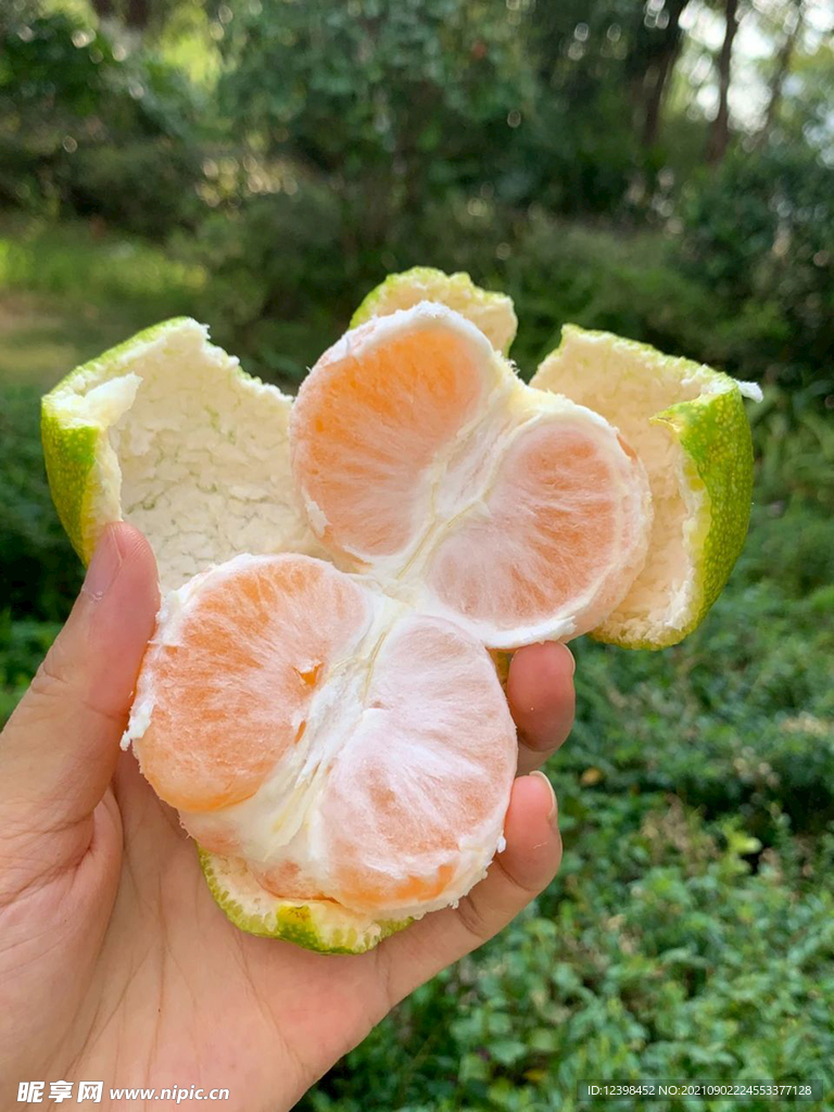 蜜橘