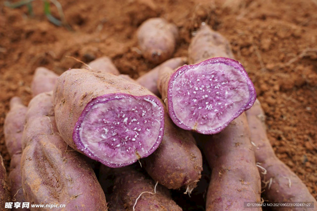 紫薯