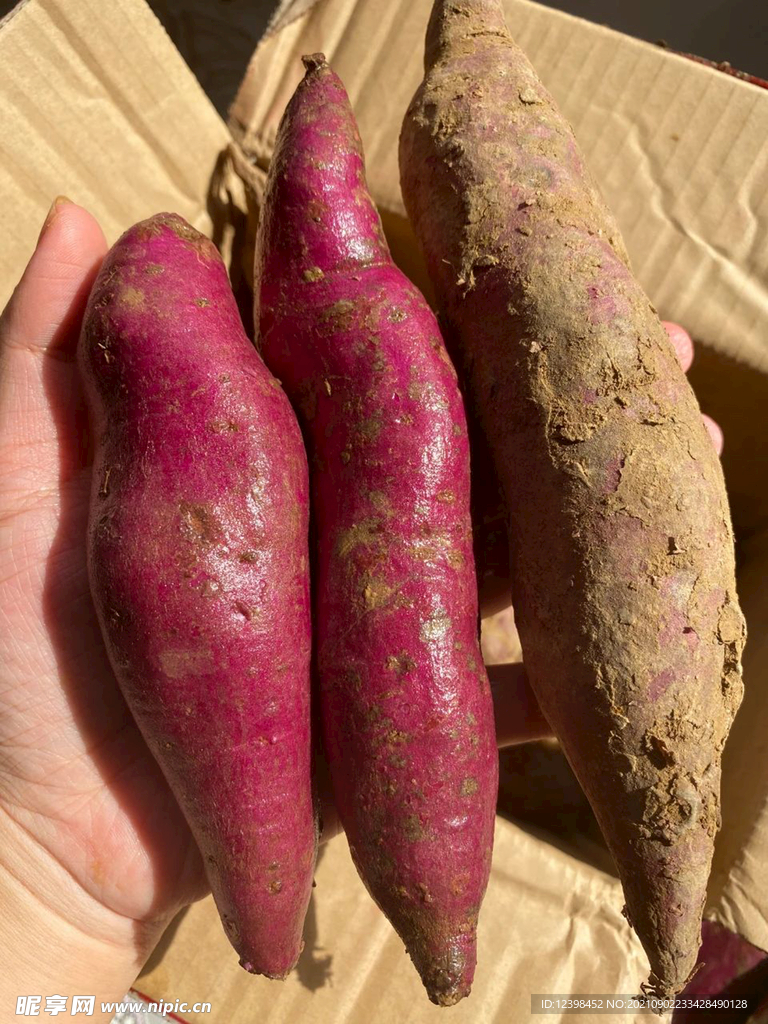 紫薯