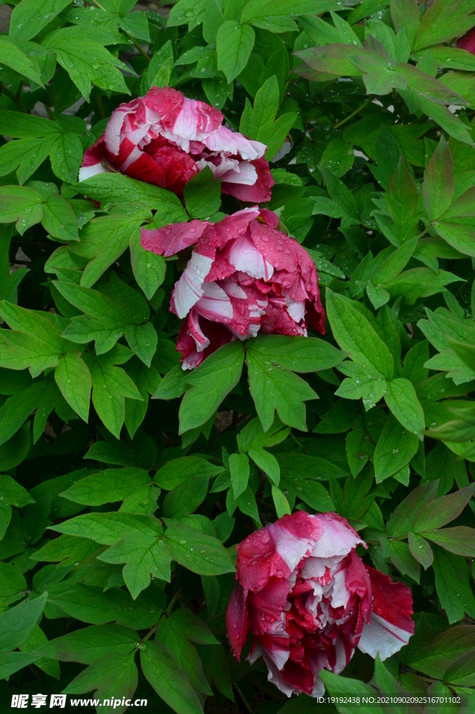 牡丹花 
