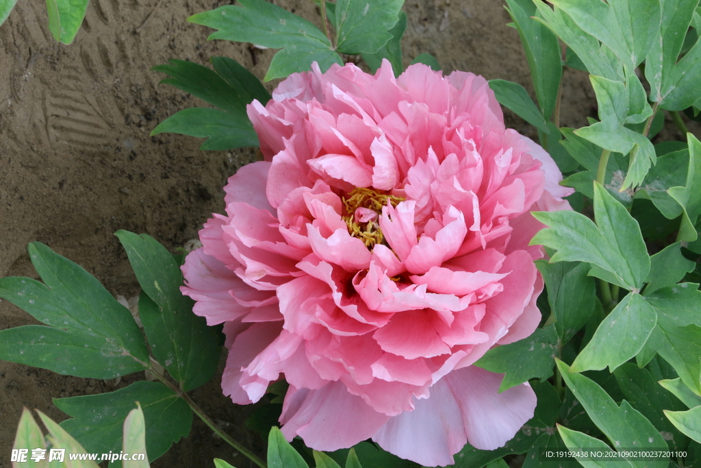 牡丹花 