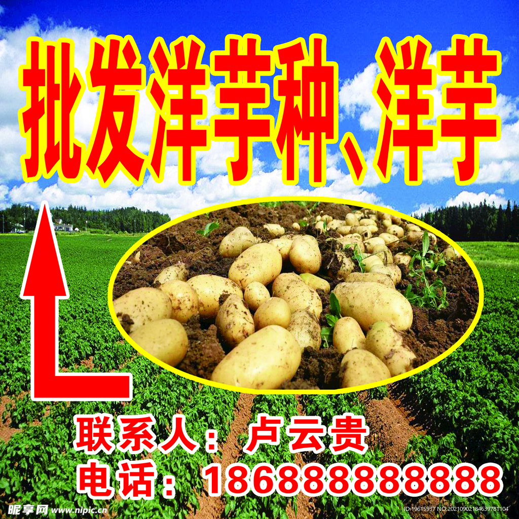 洋芋批发
