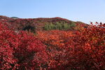 红叶满山