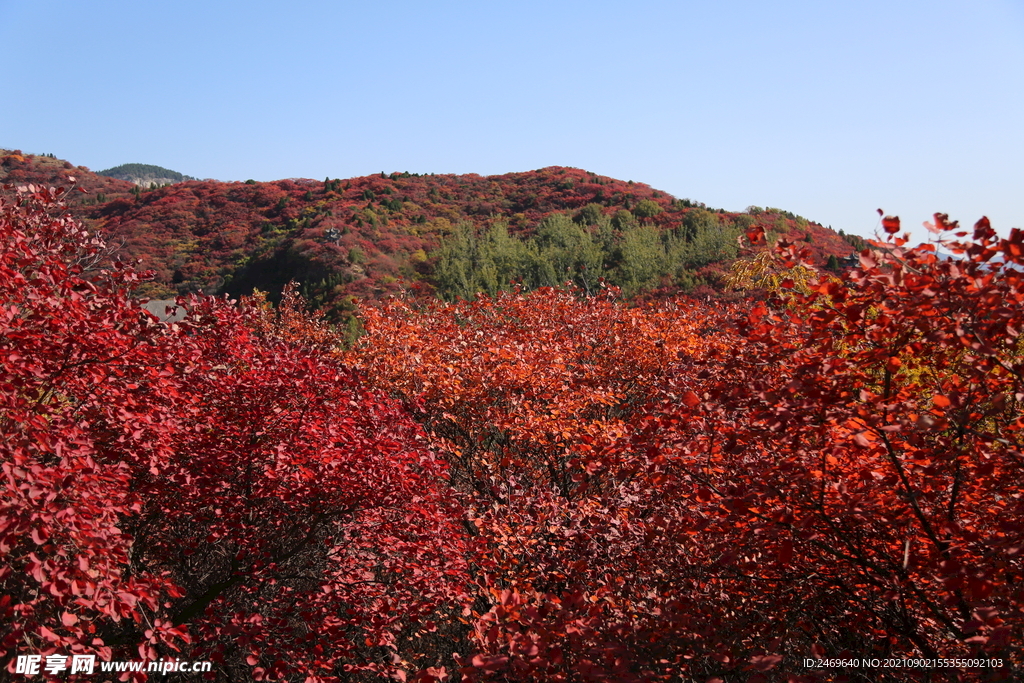 红叶满山