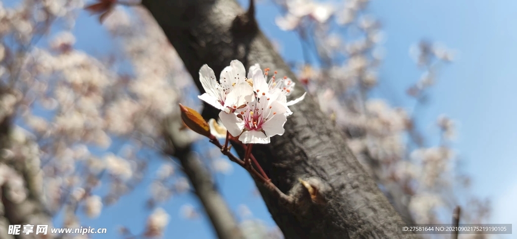 桃花