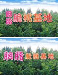 桃子基地