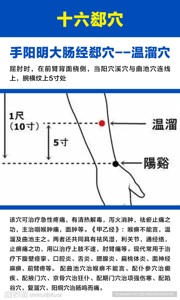 十六募穴