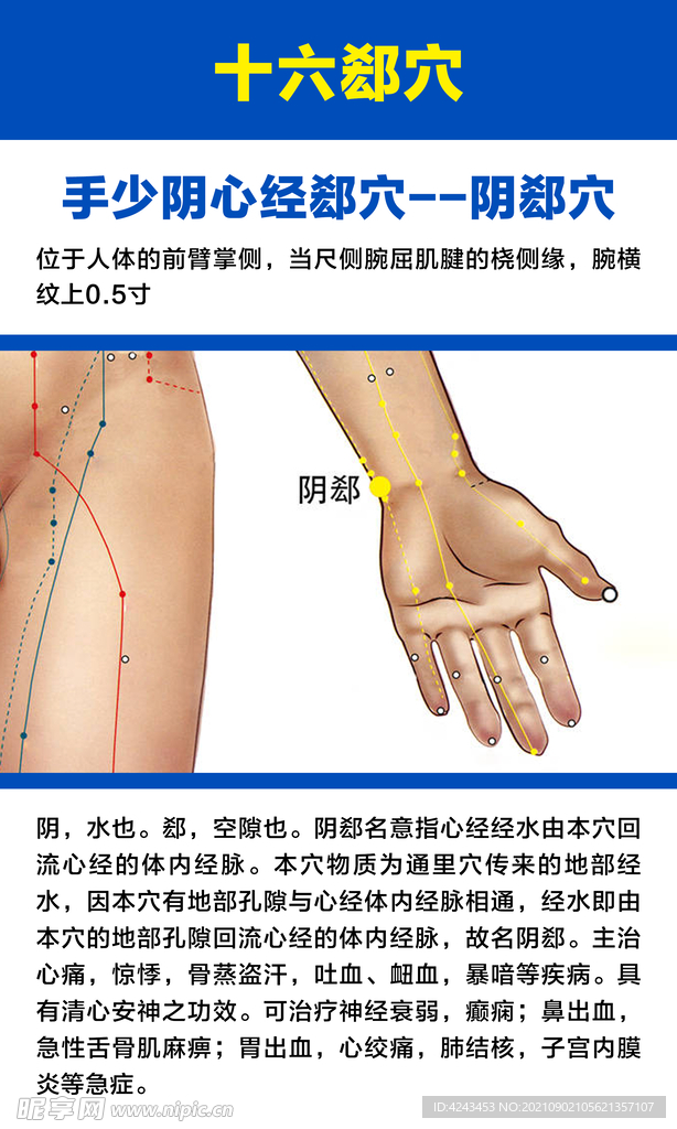 十六募穴