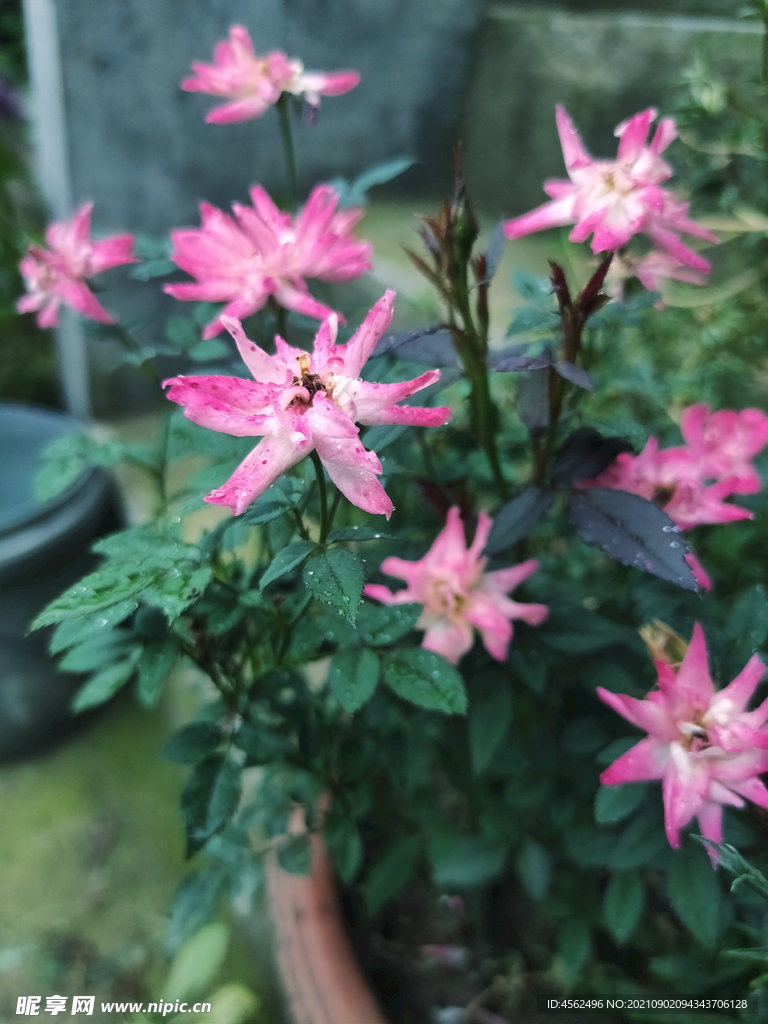 迷你月季花