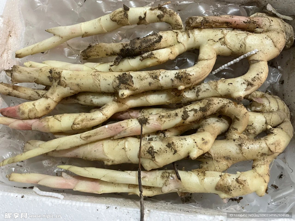 生姜