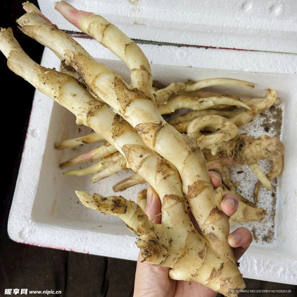 生姜