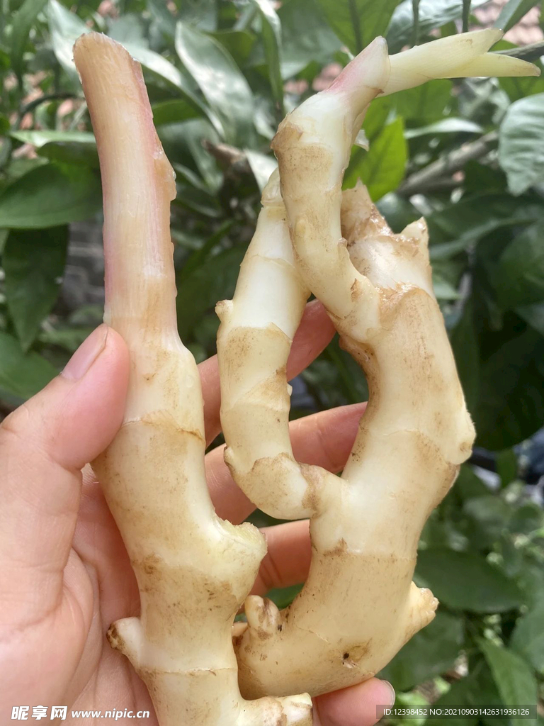 生姜