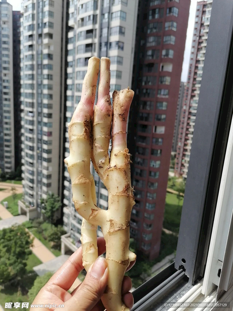 仔姜