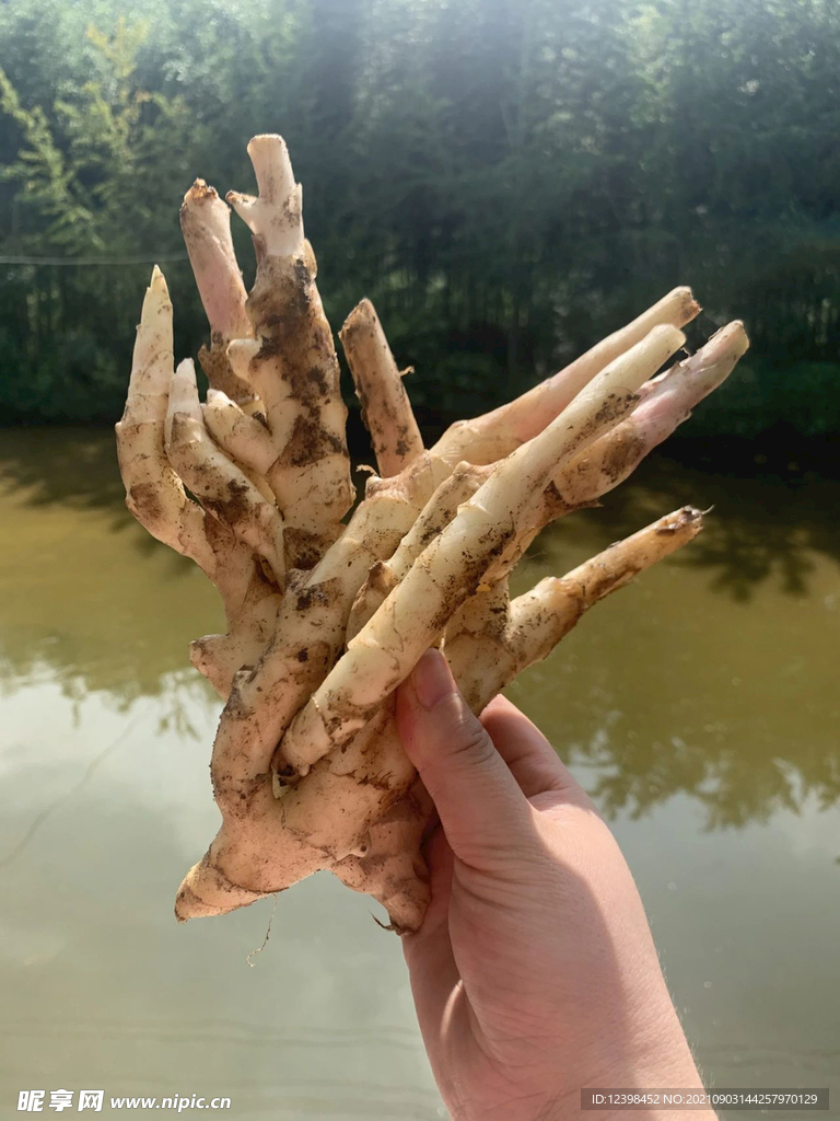 生姜