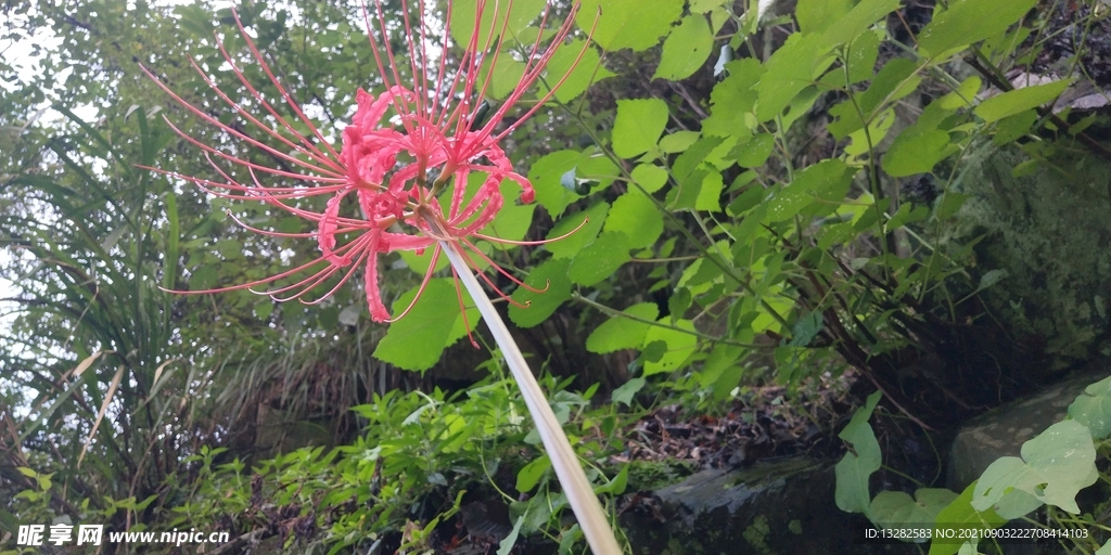 彼岸花野外