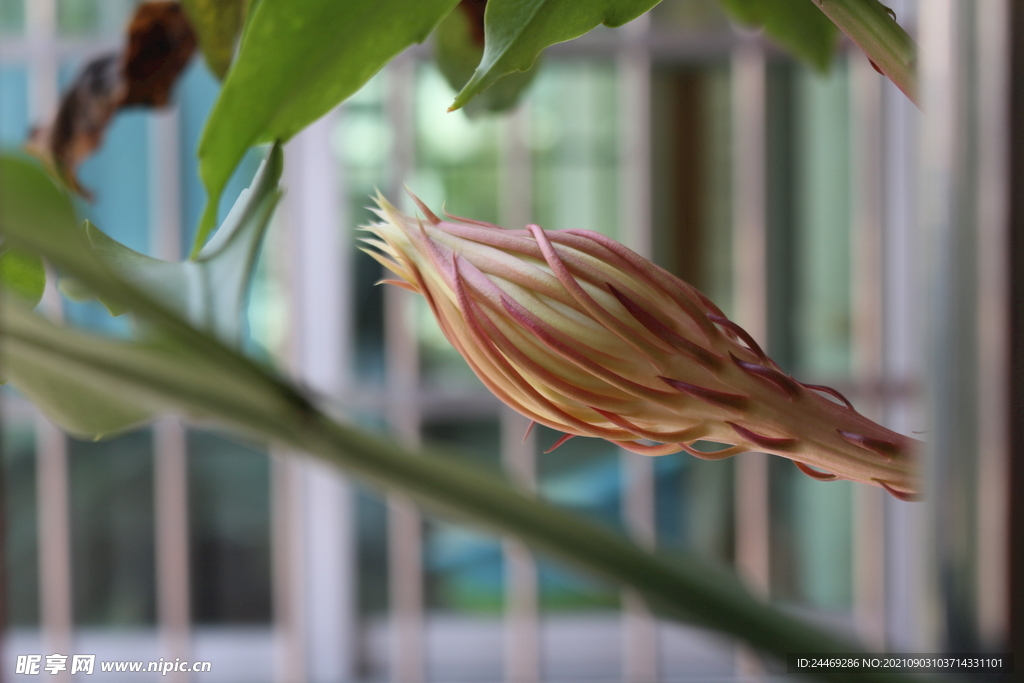昙花