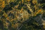 风景