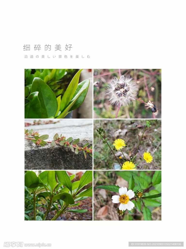 花 草