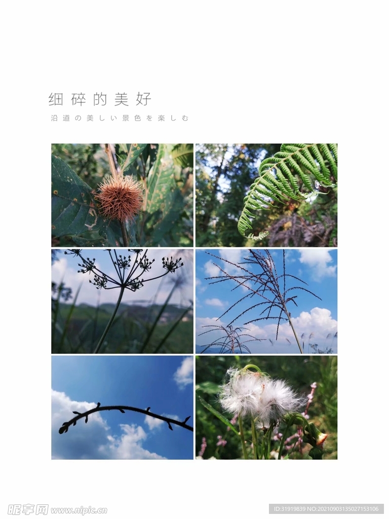 花  草