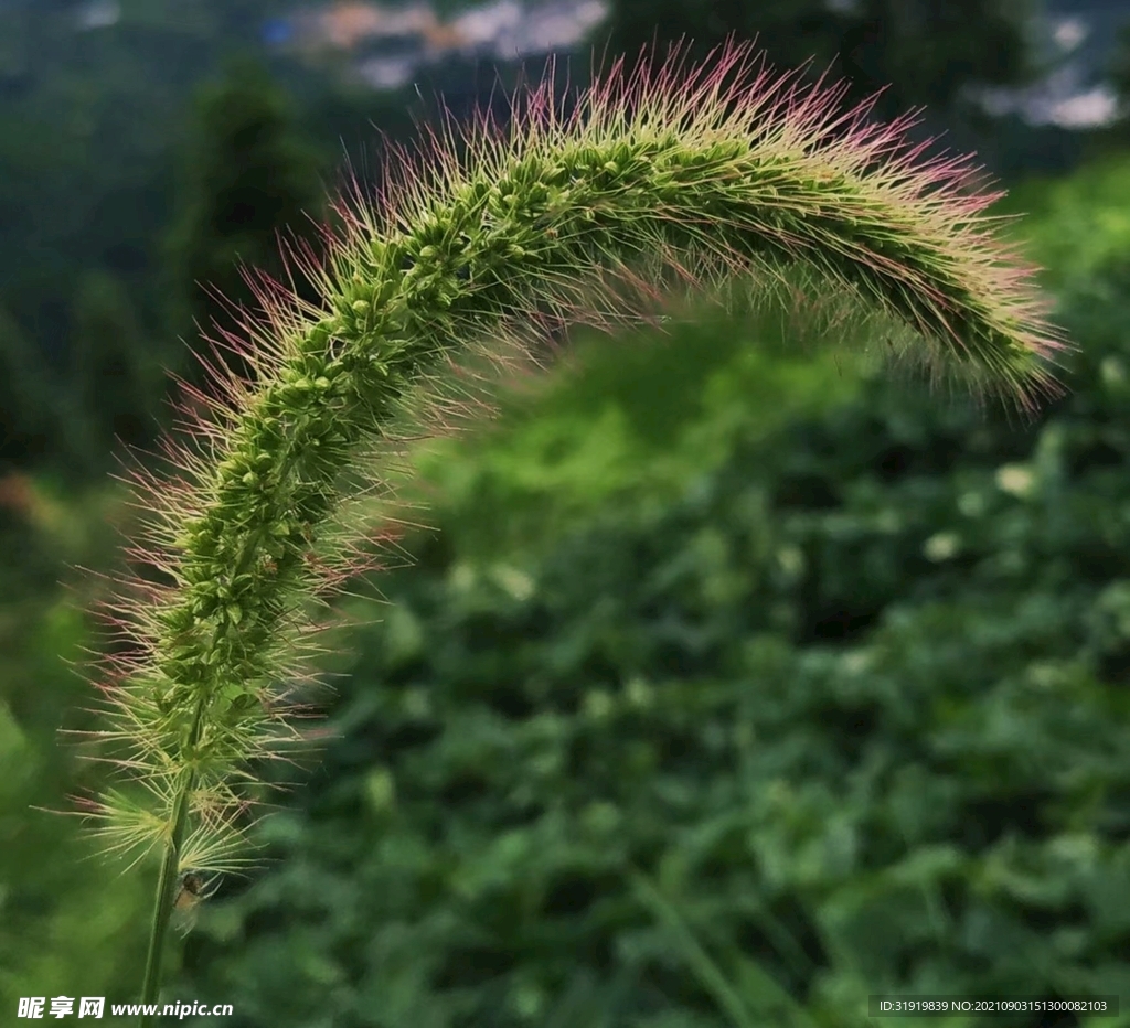 狗尾草