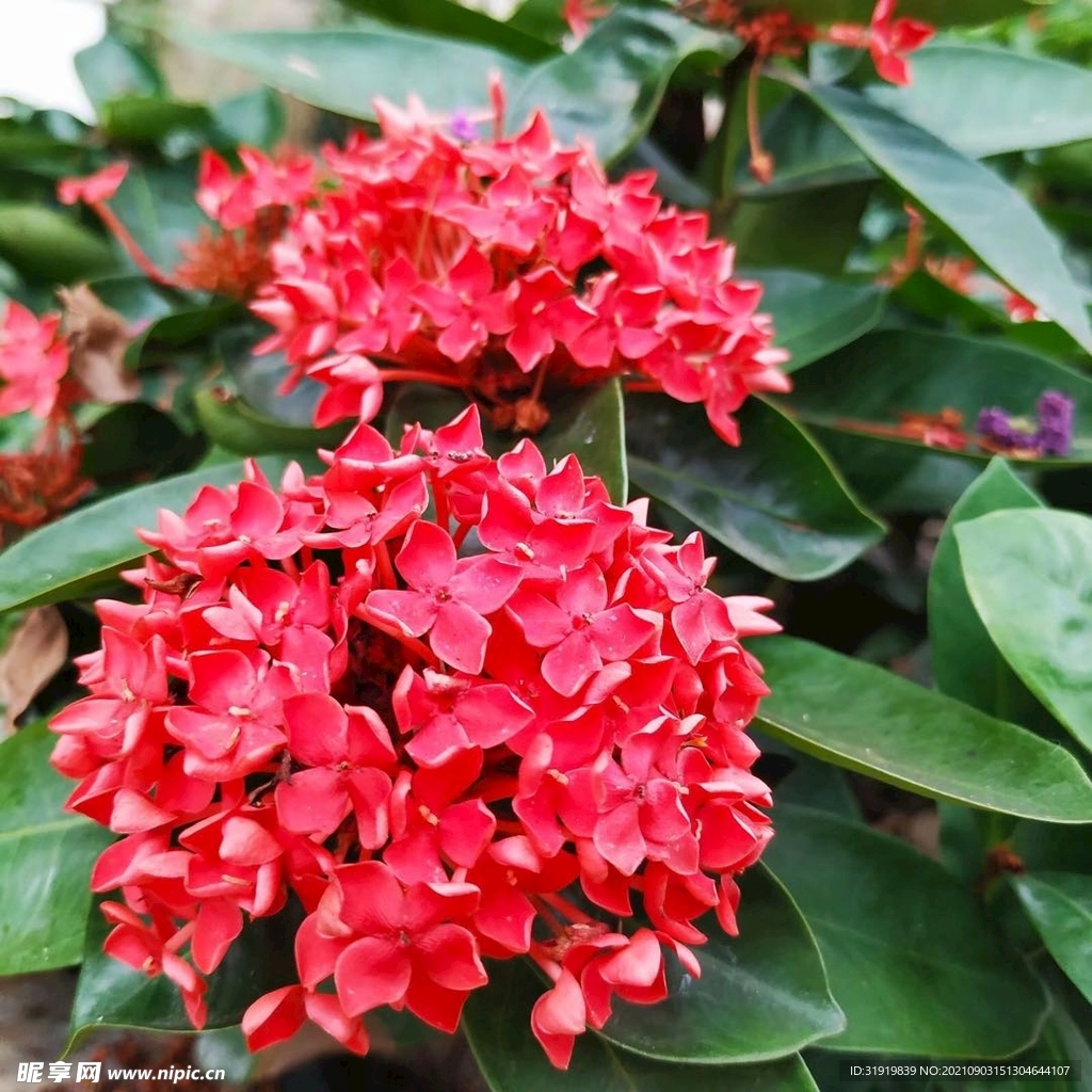 花
