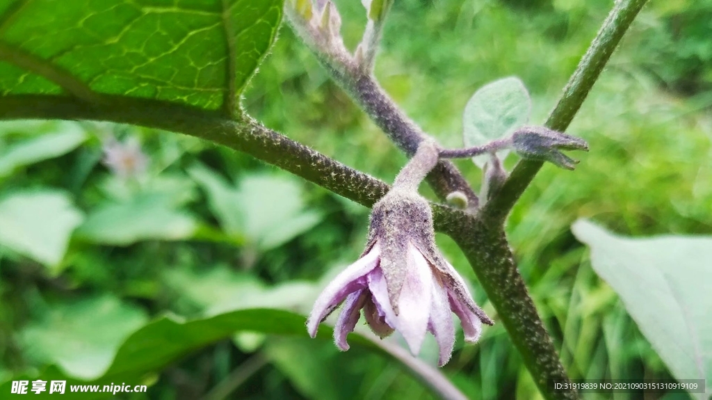 茄子花