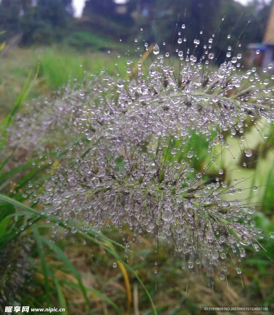 早晨水珠