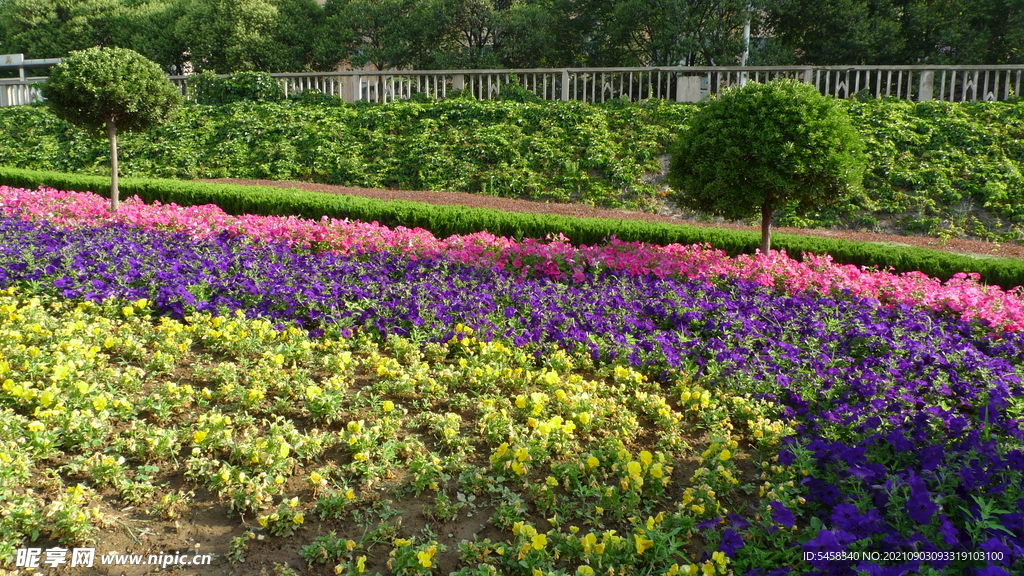 河堤公园鲜花