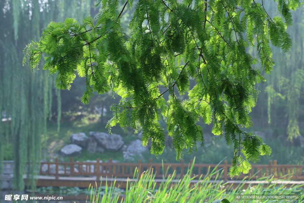 园林花草